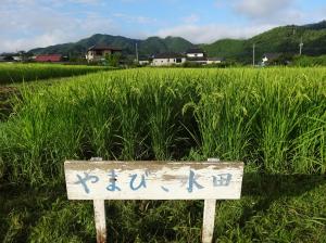 夏のやまびこ水田