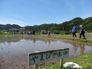 春のやまびこ水田