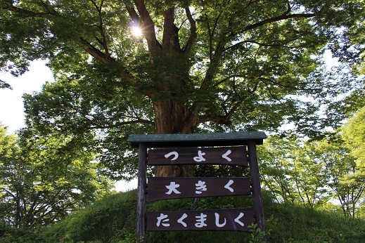 だいご小学校大ケヤキ